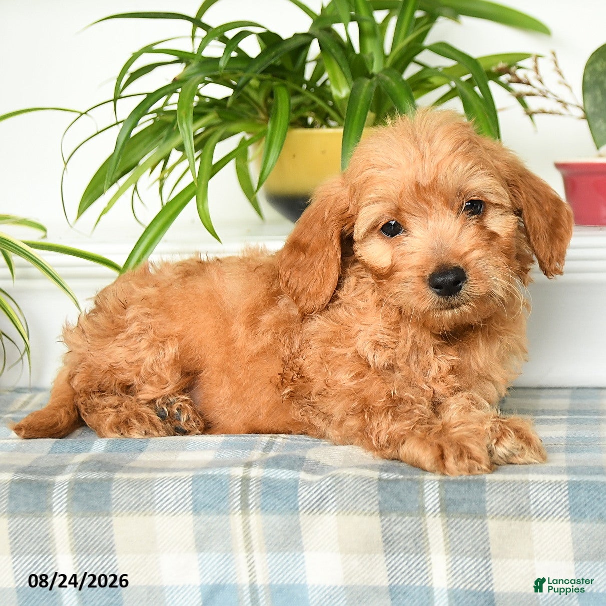 Mini Goldendoodle dogs Trevor - Ad 2