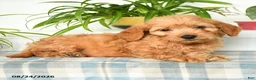 Mini Goldendoodle dogs for sale: Trevor - Ad 2