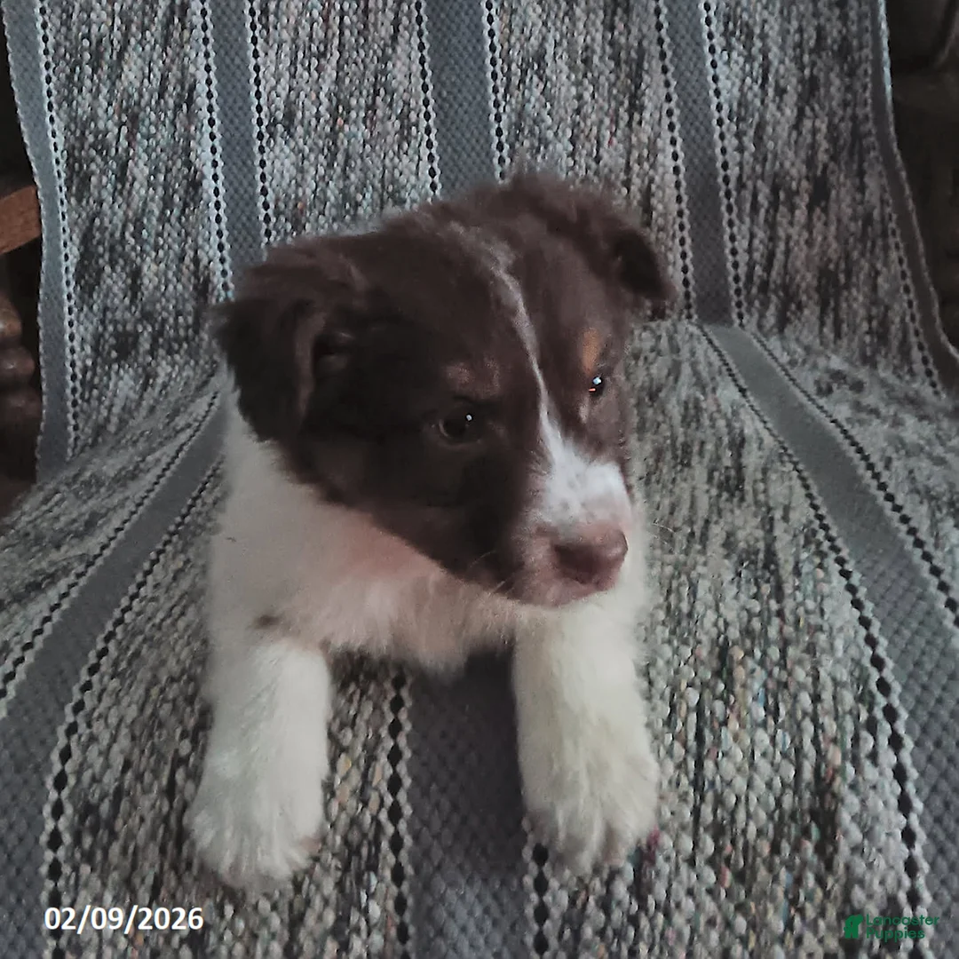 Miniature Australian Shepherd dogs for sale: Nacho - Ad 1