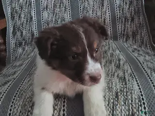 Miniature Australian Shepherd dogs Nacho - Ad 15