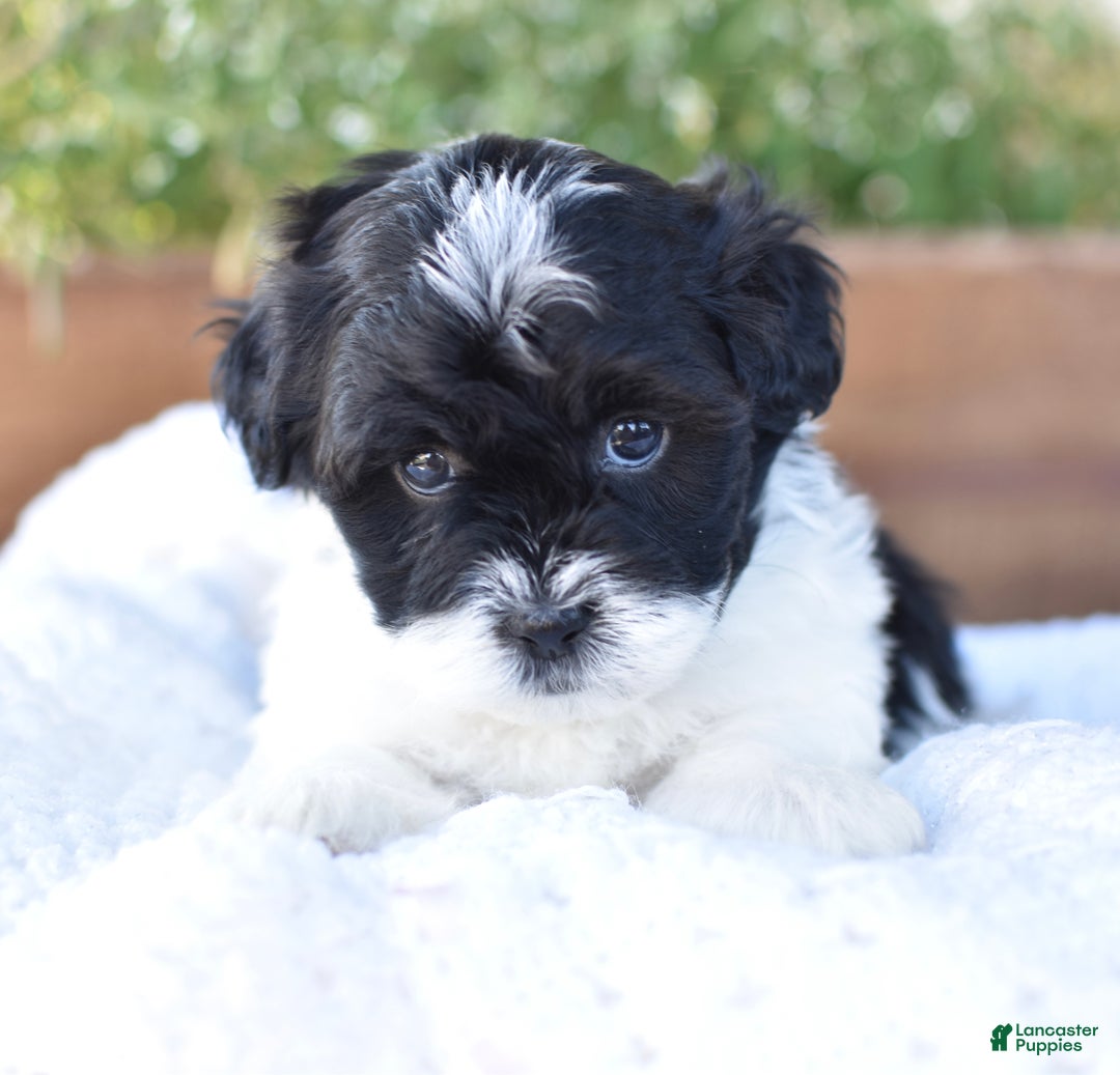 Mixed Breed dogs for sale: Oreo - Ad 5