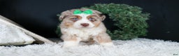 Miniature Australian Shepherd dogs for sale: SAMMY - Ad 17