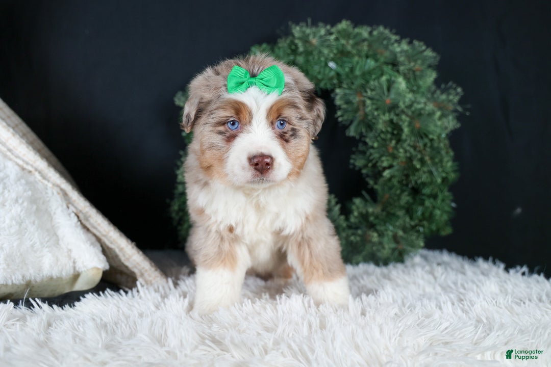 Miniature Australian Shepherd dogs for sale: SAMMY - Ad 17
