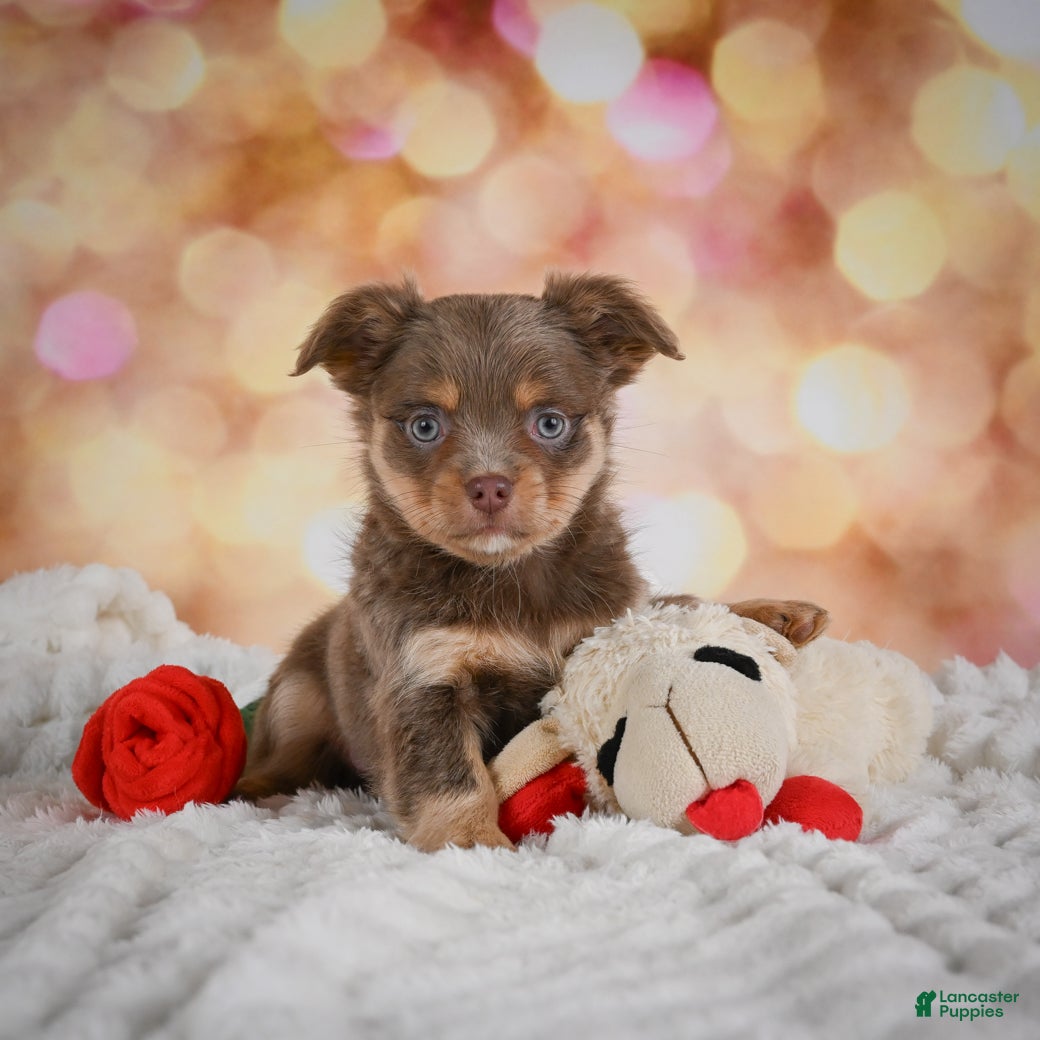 Chihuahua dogs Bo - Ad 1