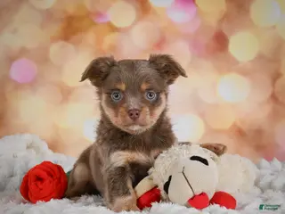 Chihuahua dogs for sale: Bo - Ad 3