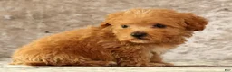 Havapoo dogs for sale: Keith - Ad 4