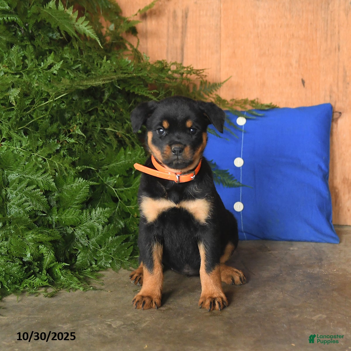 Rottweiler Puppies for sale Lancaster Puppies