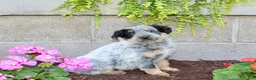 Australian Cattle Dog dogs for sale: Boomer - Ad 6
