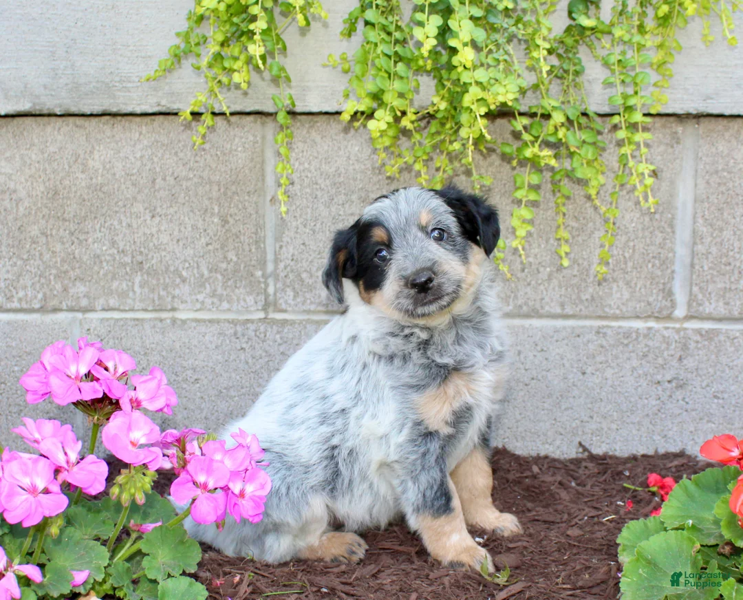 Australian Cattle Dog dogs for sale: Boomer - Ad 6