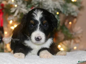 Bernedoodle dogs Max - Ad 1