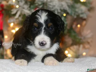 Bernedoodle dogs Max - Ad 36