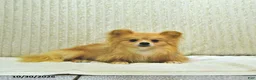 Pomeranian dogs for sale: Teddy bear - Ad 3