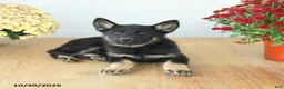 Mixed Breed dogs for sale: Granger - Ad 4