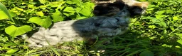 Yorkshire Terrier dogs for sale: Yorkshire Terrier 2 - Ad 3