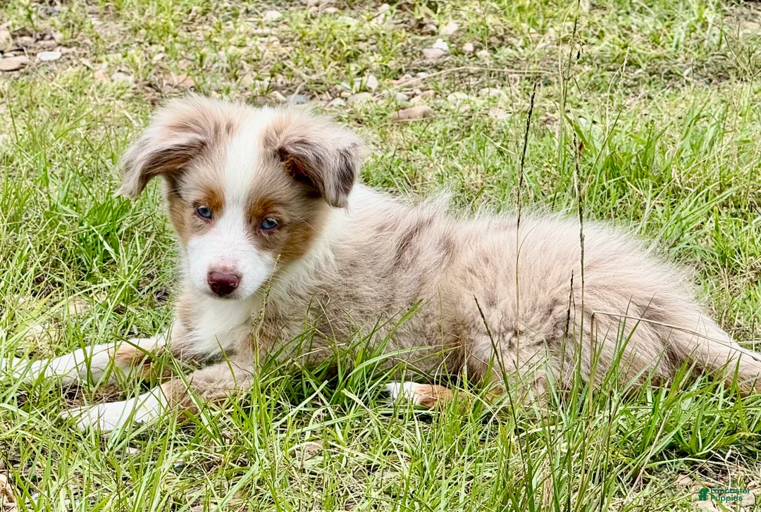 Toy Australian Shepherd dogs for sale: Dakota - Ad 1