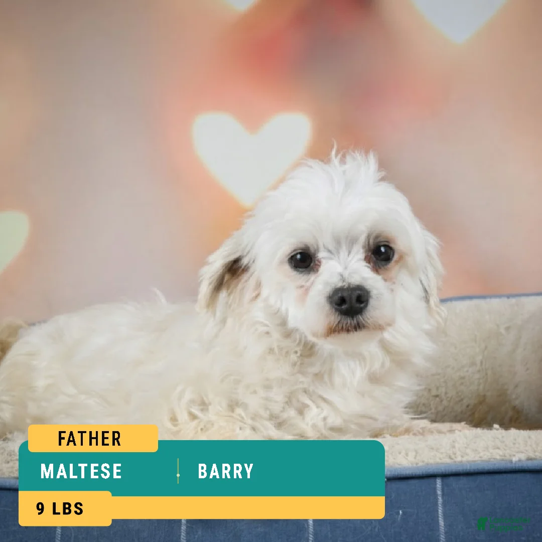 Maltese dogs for sale: candy - Ad 18