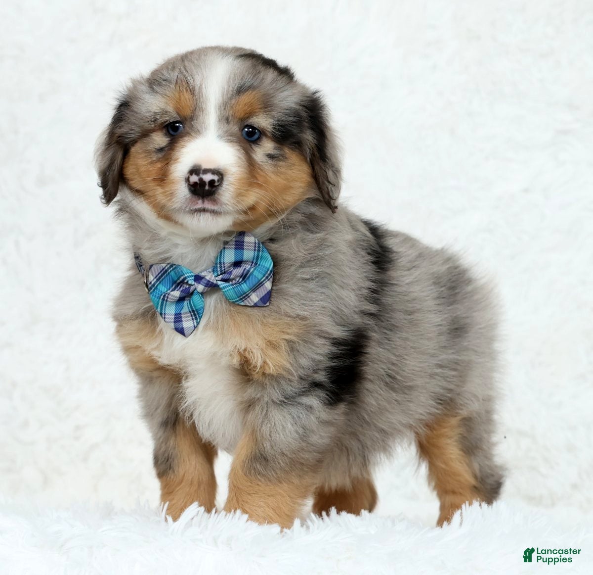 Australian Shepherd dogs Kayce - Ad 1
