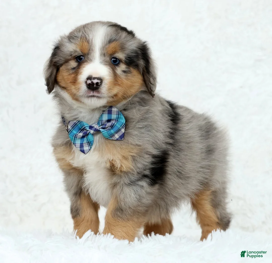 Australian Shepherd dogs for sale: Kayce - Ad 1