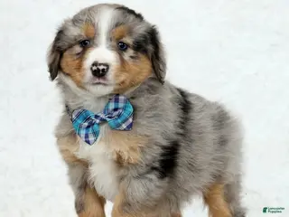 Australian Shepherd dogs for sale: Kayce - Ad 1