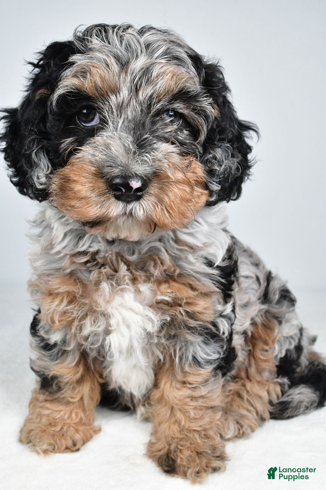 Cockapoo dogs Vicki - Ad 2