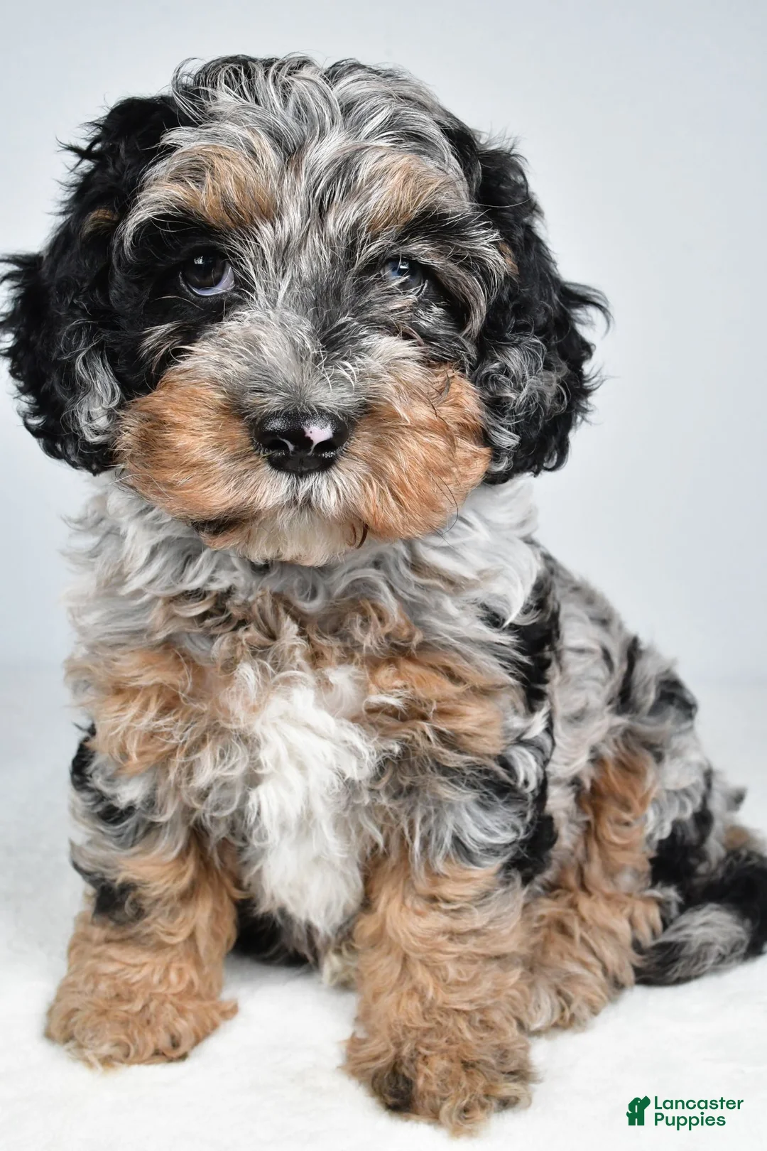 Cockapoo dogs for sale: Vicki - Ad 2