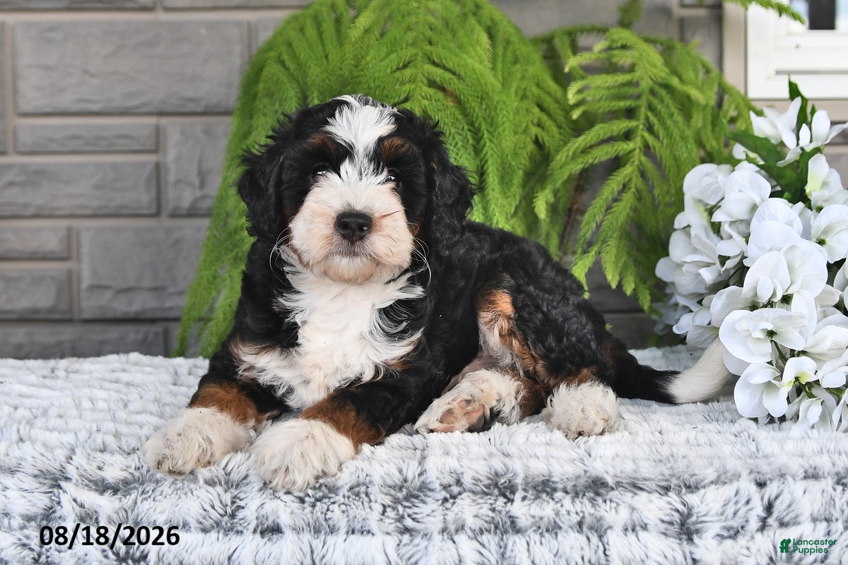 Mini Bernedoodle dogs Jasper - Ad 2