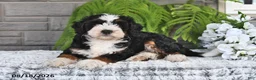 Mini Bernedoodle dogs for sale: Jasper - Ad 2