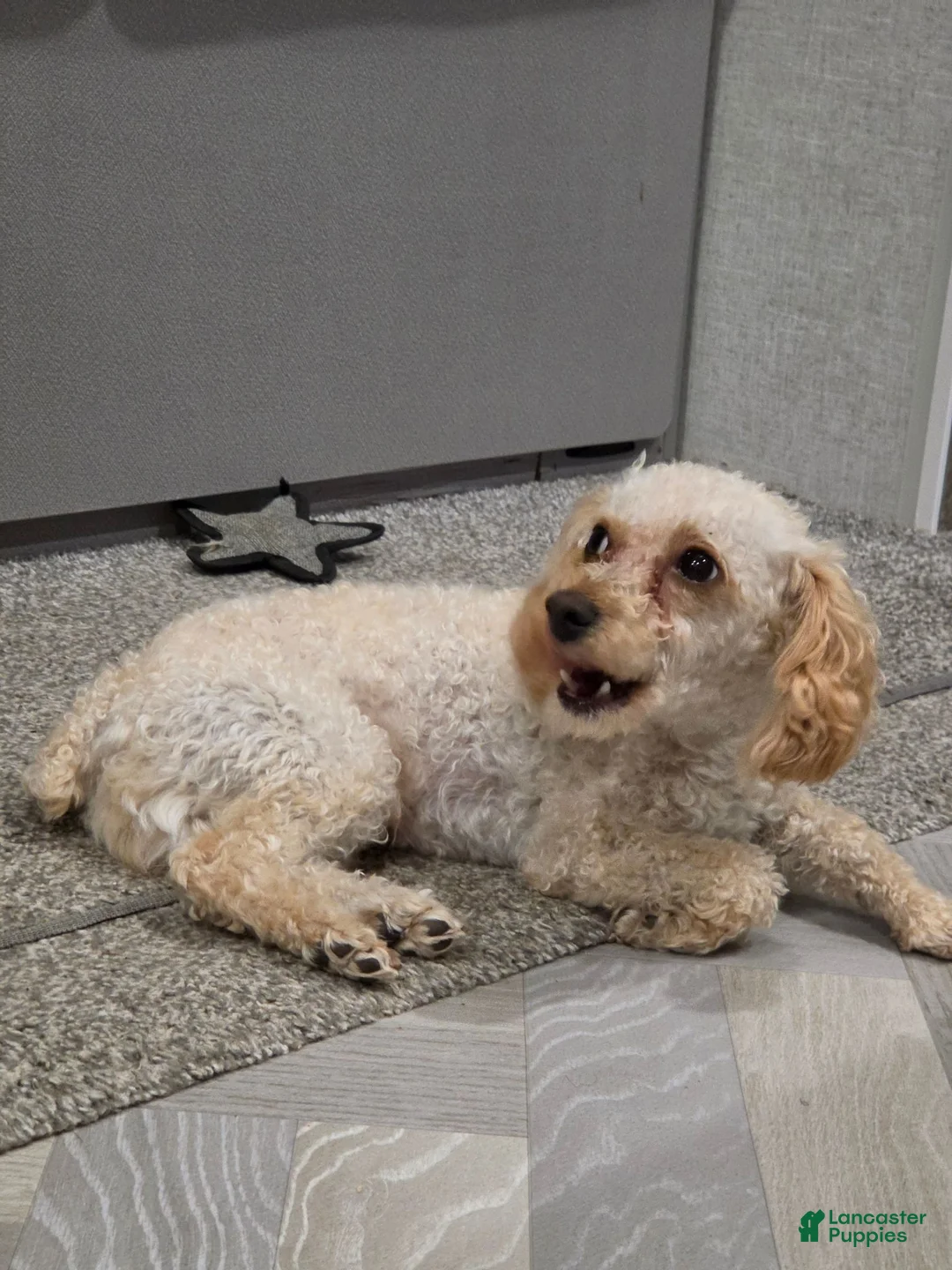 Toy Poodle dogs for sale: Theo, tiny toy - Ad 3