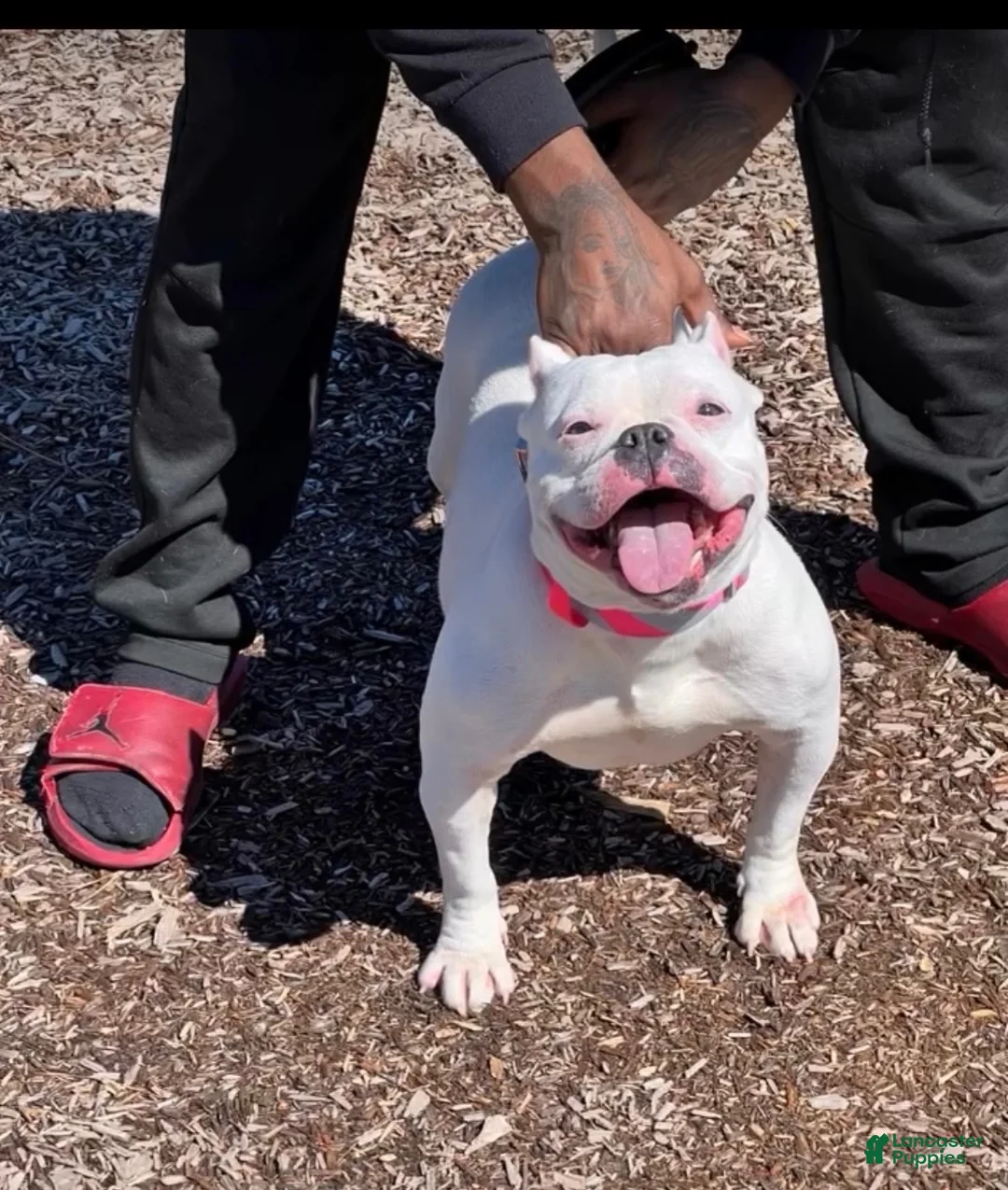 American Bully dogs for sale: American Bully 2 - Ad 5