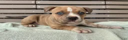 American Bully dogs for sale: Faye - Ad 3