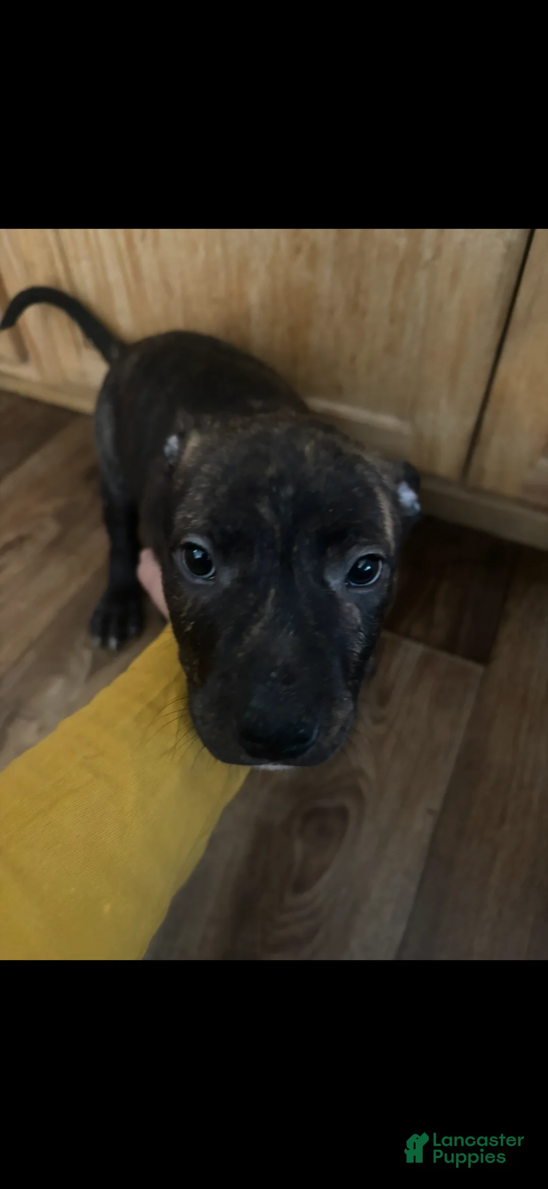 Mixed Breed dogs for sale: Mixed Breed Puppy 3 - Ad 1