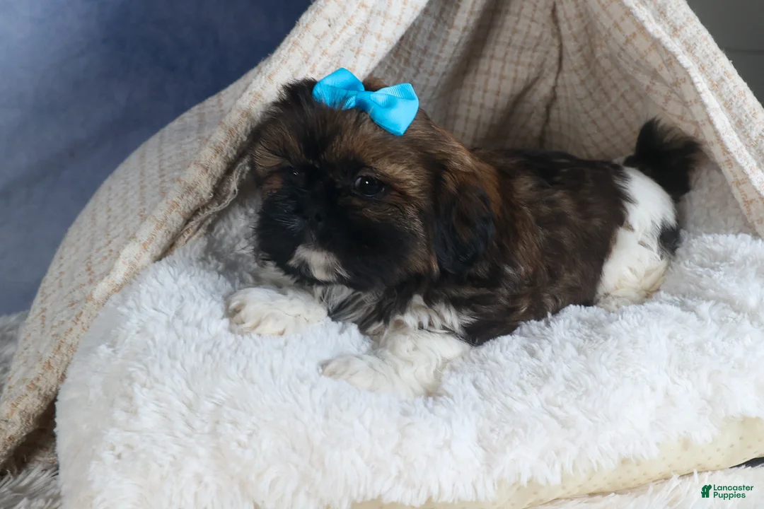 Shih Tzu dogs for sale: JOEY - Ad 12