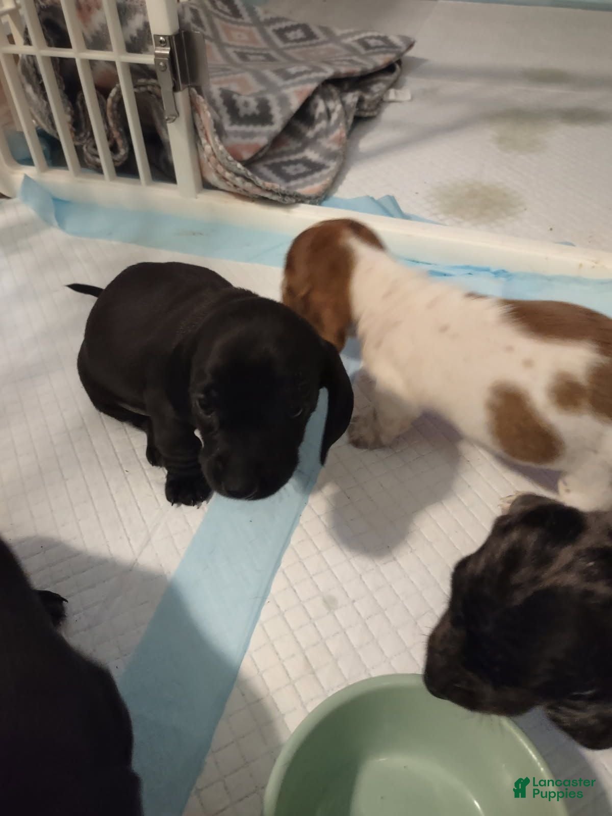 Miniature Dachshund dogs Miniature Dachshund 5 - Ad 1