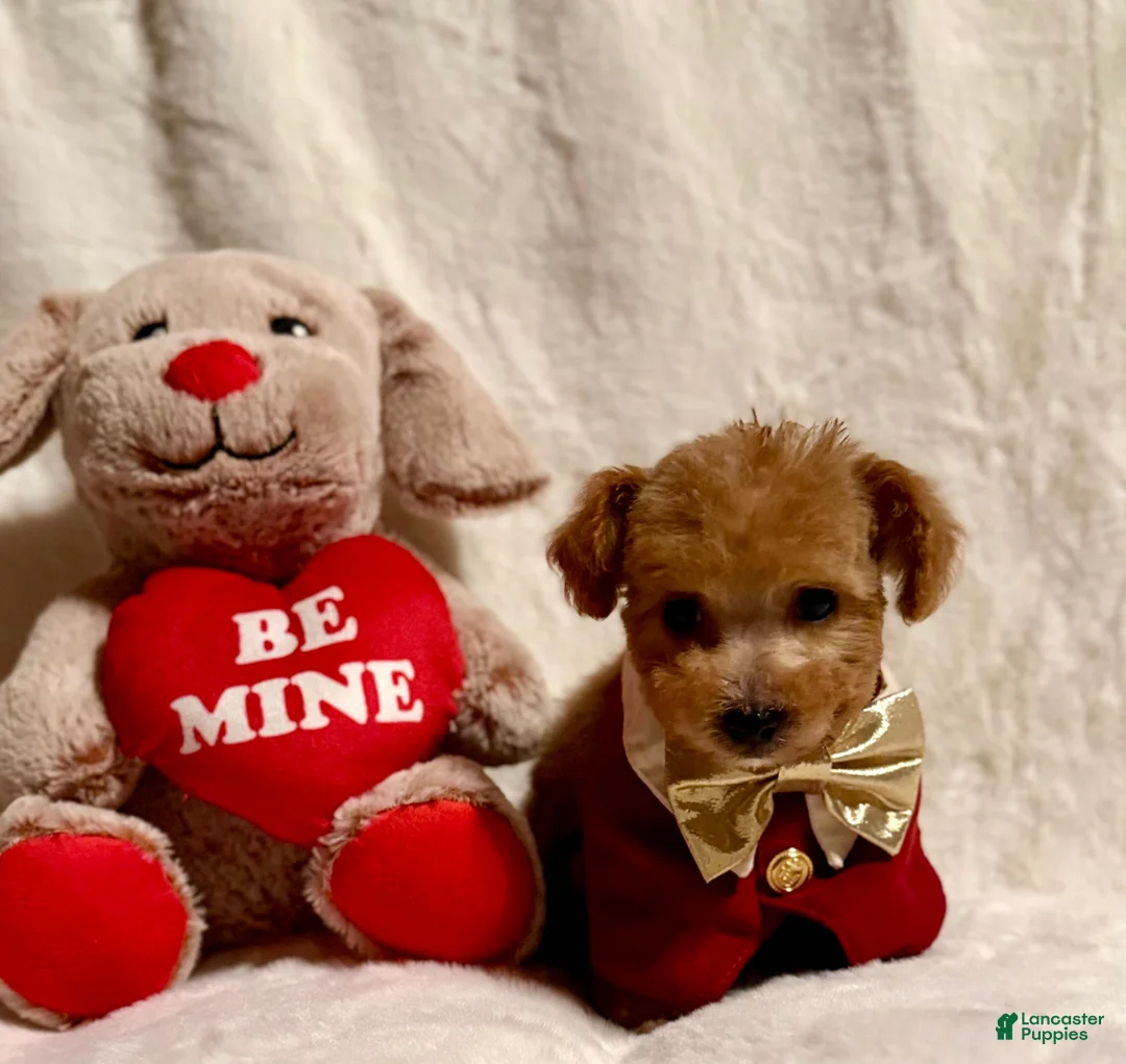 Toy Poodle dogs for sale: Junior - Ad 3