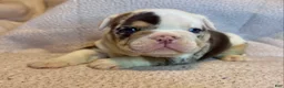 English Bulldog dogs for sale: Louis  - Ad 4