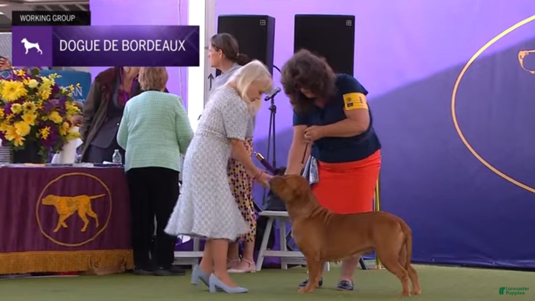 Dogue De Bordeaux dogs for sale: Dogue De Bordeaux Puppy 1 - Ad 3