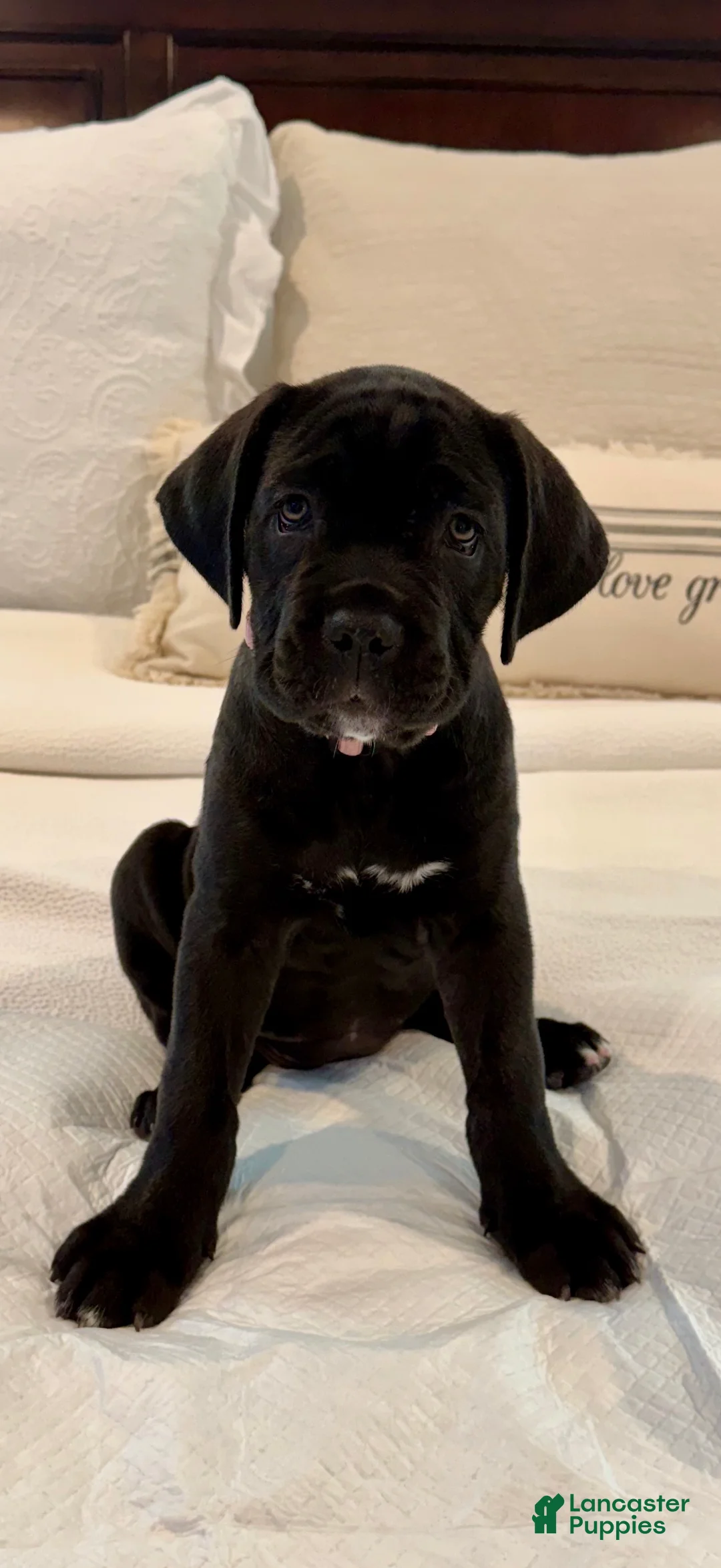 Cane Corso dogs for sale: Cane Corso Puppy 2 - Ad 2