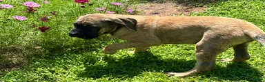 English Mastiff 4