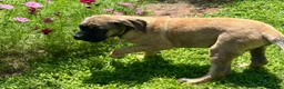 English Mastiff dogs for sale: English Mastiff 4 - Ad 1