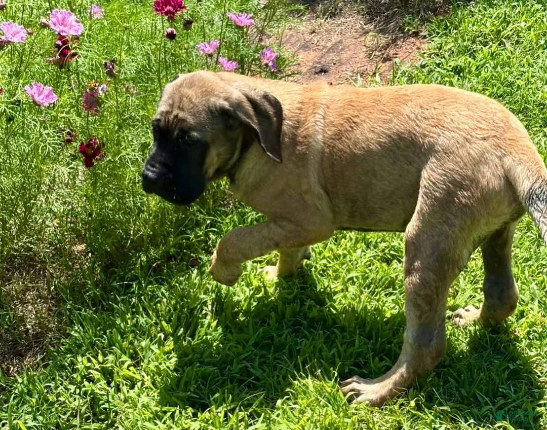 English Mastiff dogs for sale: English Mastiff 4 - Ad 1
