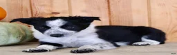 Mixed Breed dogs for sale: Betty - Ad 7
