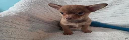 Chihuahua dogs for sale: Tim - Ad 6