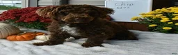 Cavapoo dogs for sale: Cody  - Ad 6