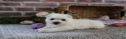 West Highland Terrier dogs for sale: Delight - Ad 13