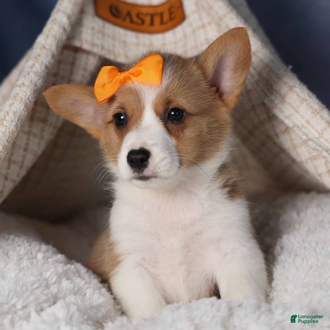 Welsh Corgi Pembroke dogs for sale: Duke - Ad 13
