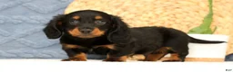 Miniature Dachshund dogs for sale: Jax - Ad 3