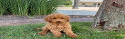 Cockapoo dogs for sale: Terry - Ad 7
