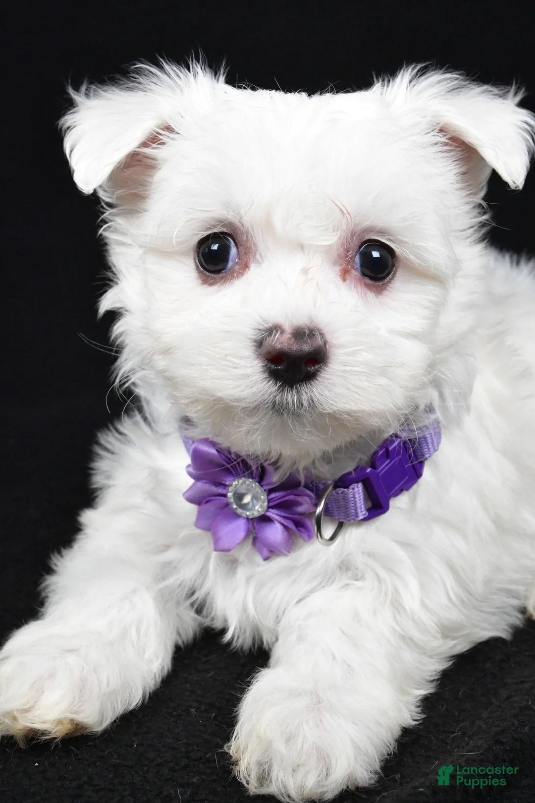 Maltese dogs for sale: Minty - Ad 3