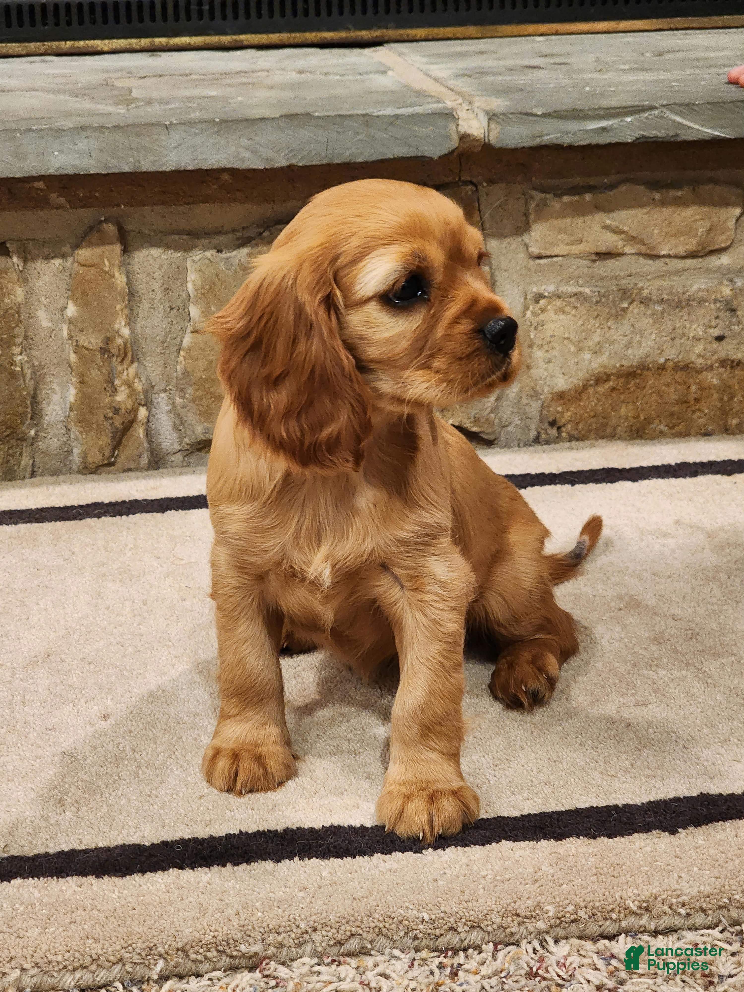 Cavalier King Charles Spaniel dogs for sale: Tracy - Ad 2