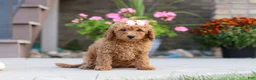 Miniature Labradoodle dogs for sale: Juliet - Ad 2